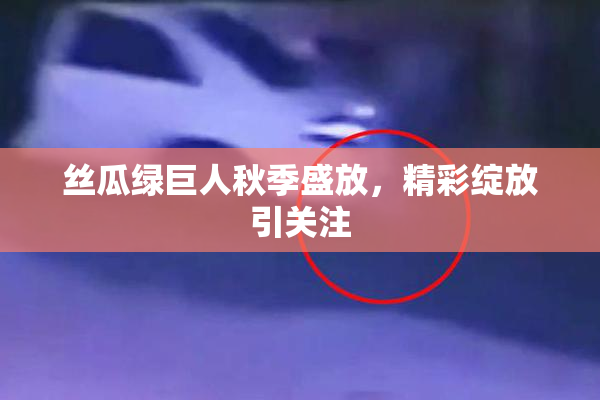 丝瓜绿巨人秋季盛放，精彩绽放引关注