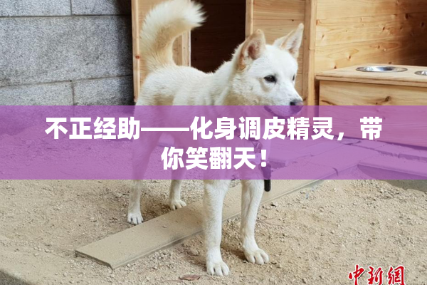 不正经助——化身调皮精灵，带你笑翻天！