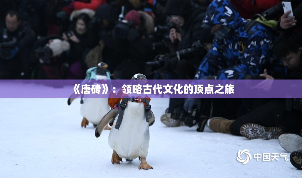 《唐砖》：领略古代文化的顶点之旅
