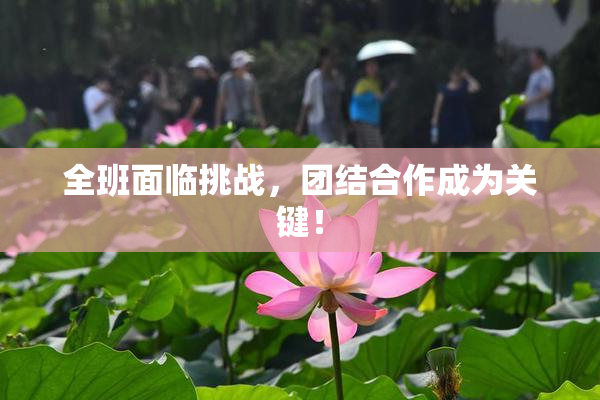 全班面临挑战，团结合作成为关键！