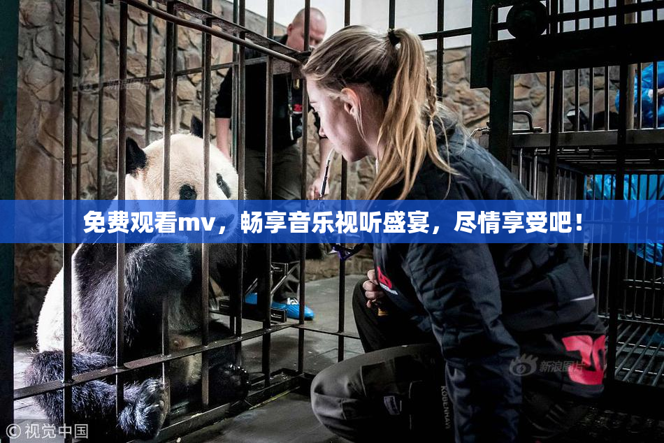 免费观看mv，畅享音乐视听盛宴，尽情享受吧！