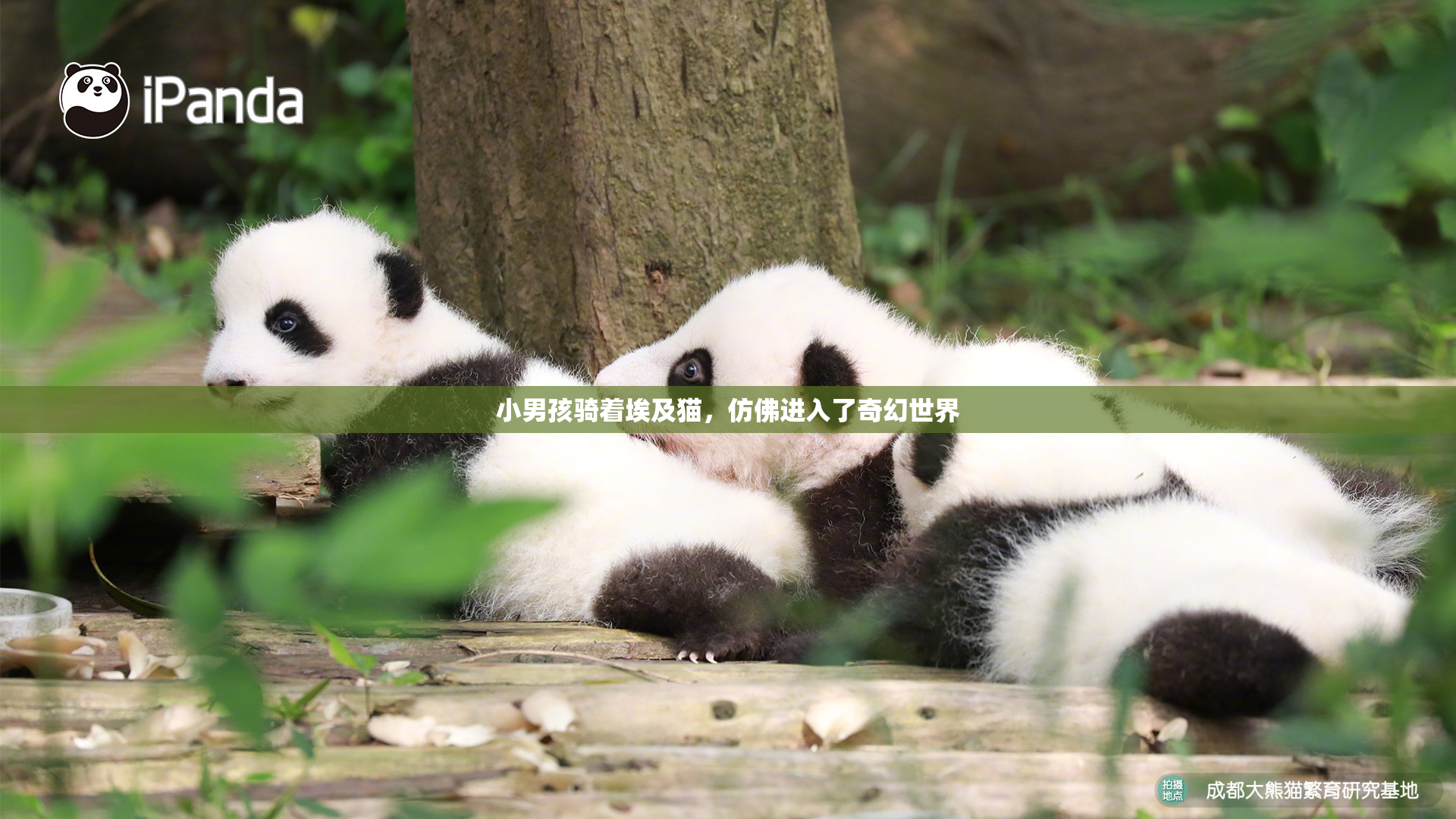 小男孩骑着埃及猫，仿佛进入了奇幻世界