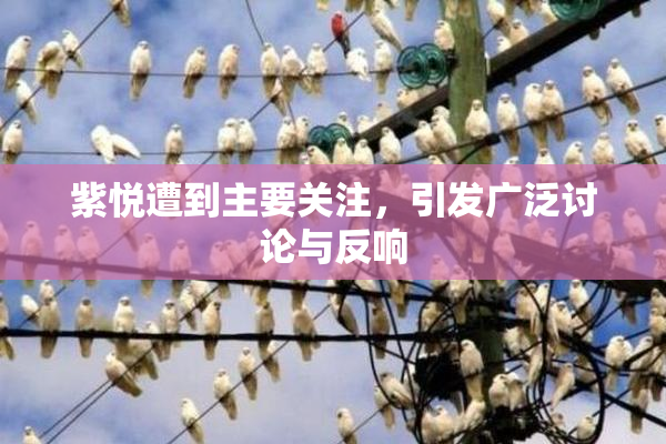 紫悦遭到主要关注，引发广泛讨论与反响