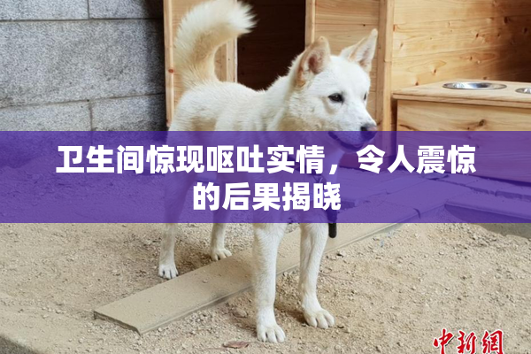 卫生间惊现呕吐实情，令人震惊的后果揭晓