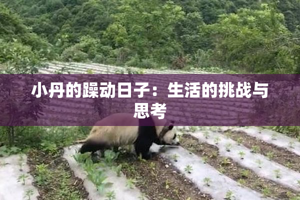 小丹的躁动日子：生活的挑战与思考