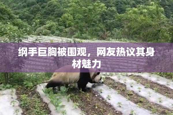 纲手巨胸被围观，网友热议其身材魅力