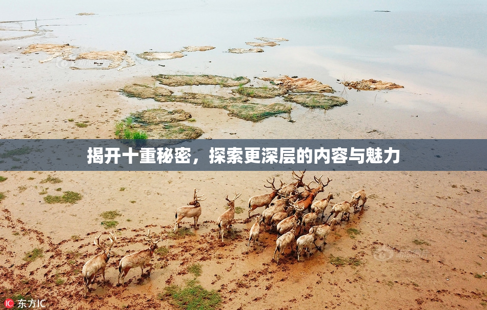 揭开十重秘密，探索更深层的内容与魅力