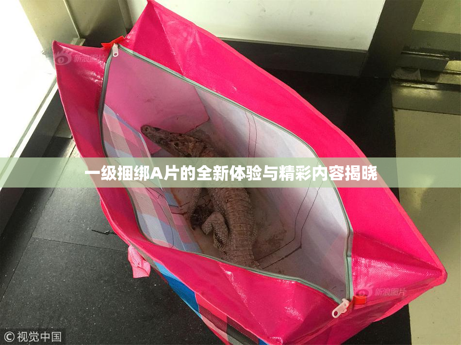 一级捆绑A片的全新体验与精彩内容揭晓