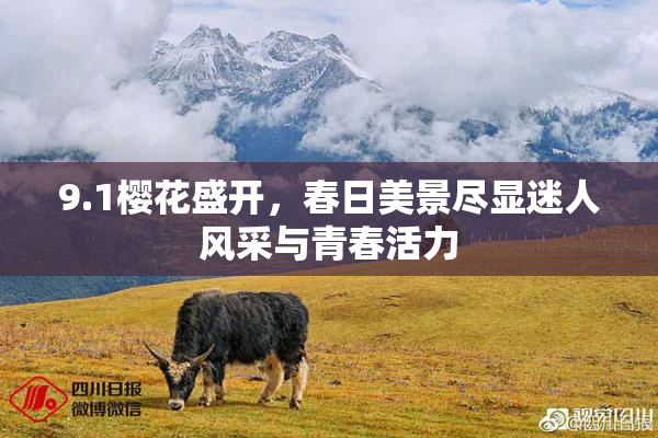 9.1樱花盛开，春日美景尽显迷人风采与青春活力