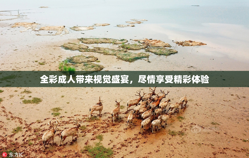 全彩成人带来视觉盛宴，尽情享受精彩体验