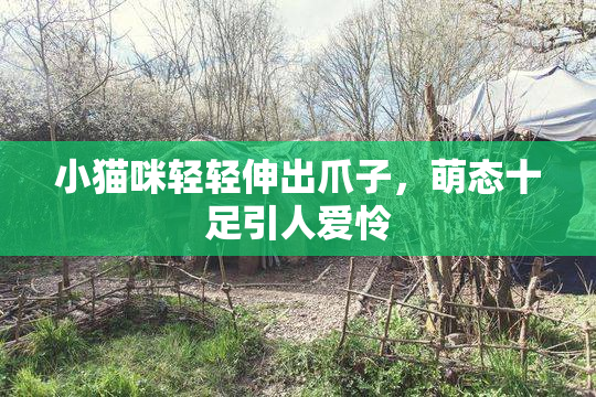 小猫咪轻轻伸出爪子，萌态十足引人爱怜