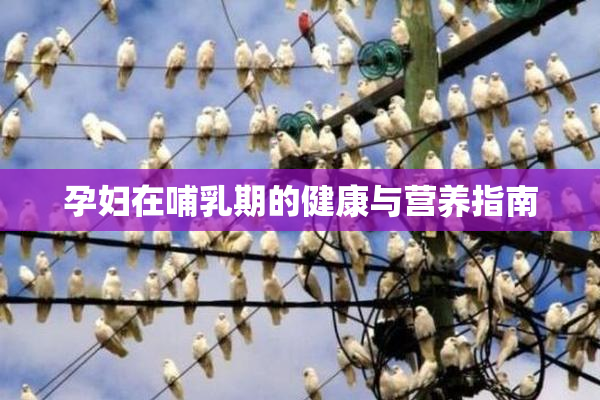 孕妇在哺乳期的健康与营养指南