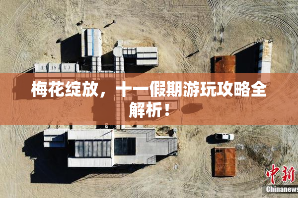梅花绽放，十一假期游玩攻略全解析！