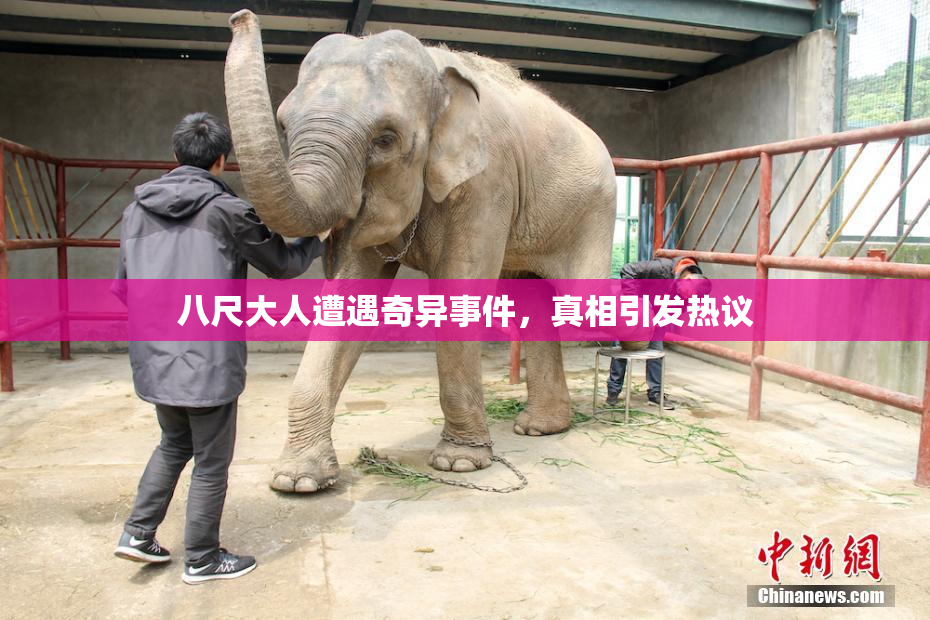 八尺大人遭遇奇异事件，真相引发热议