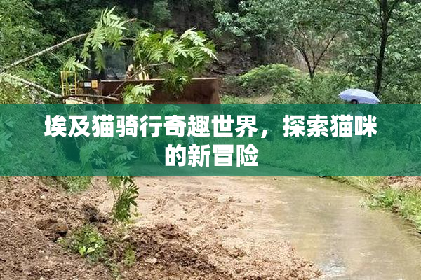埃及猫骑行奇趣世界，探索猫咪的新冒险