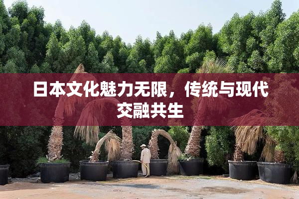 日本文化魅力无限，传统与现代交融共生