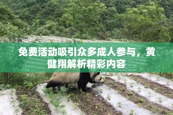 免费活动吸引众多成人参与，黄健翔解析精彩内容