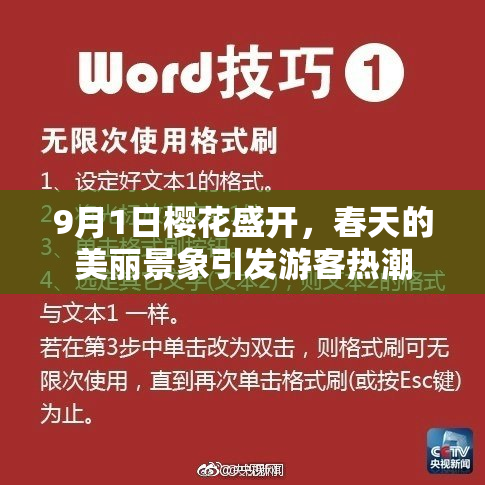 9月1日樱花盛开，春天的美丽景象引发游客热潮