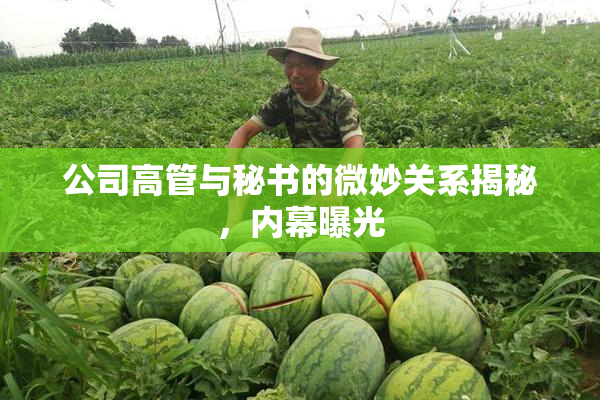 公司高管与秘书的微妙关系揭秘，内幕曝光