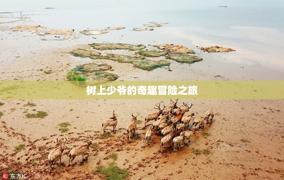树上少爷的奇趣冒险之旅