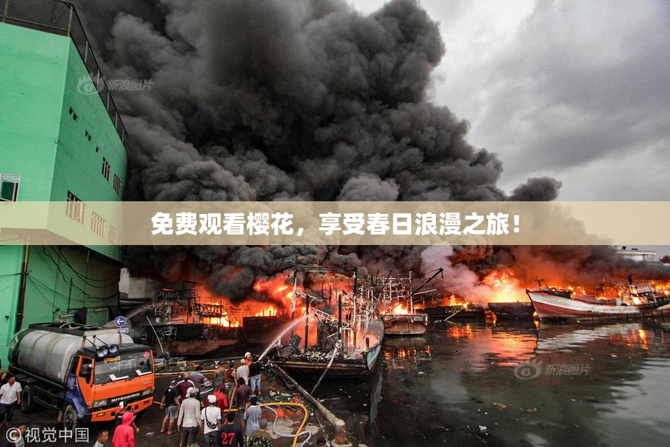 免费观看樱花，享受春日浪漫之旅！