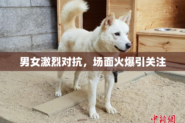 男女激烈对抗，场面火爆引关注