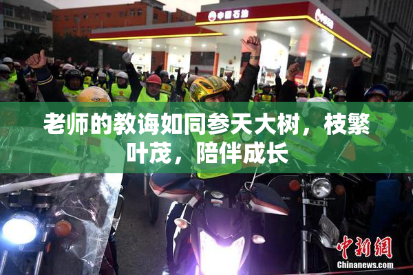 老师的教诲如同参天大树，枝繁叶茂，陪伴成长