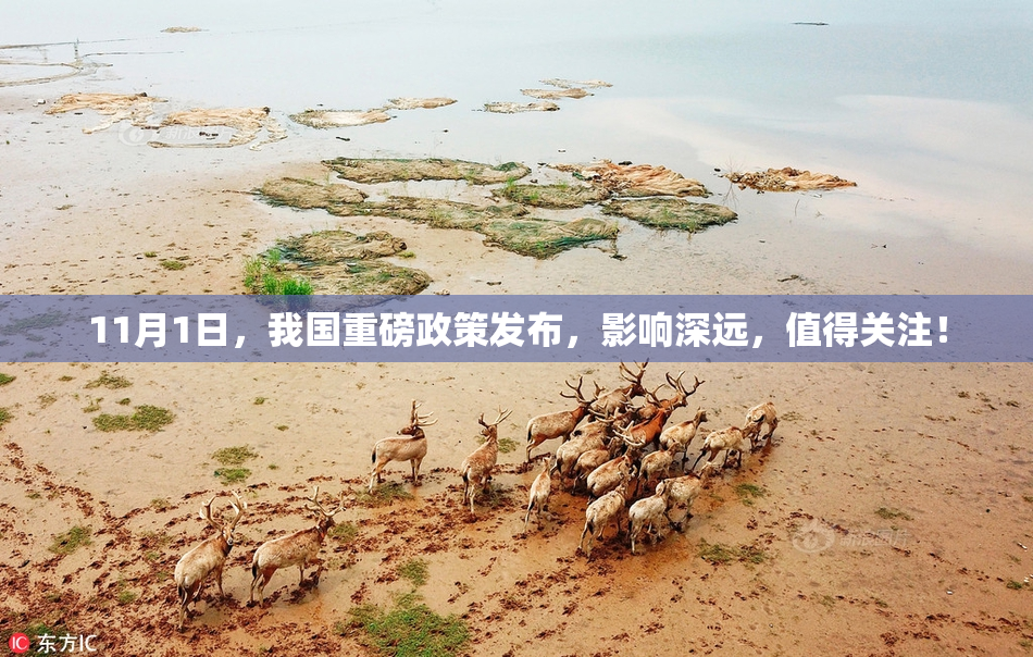 11月1日，我国重磅政策发布，影响深远，值得关注！