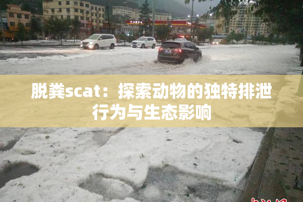 脱粪scat：探索动物的独特排泄行为与生态影响