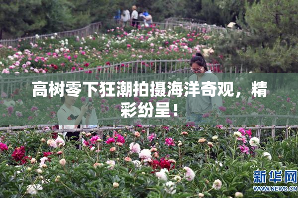 高树零下狂潮拍摄海洋奇观，精彩纷呈！