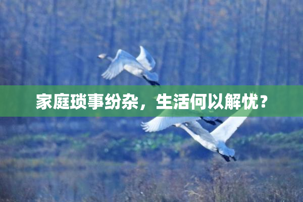 家庭琐事纷杂，生活何以解忧？