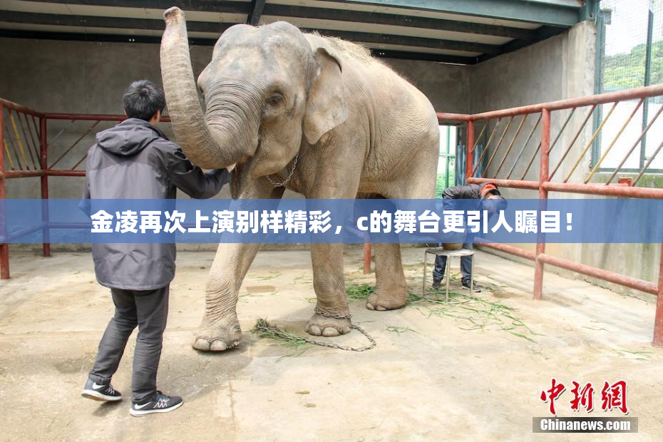 金凌再次上演别样精彩，c的舞台更引人瞩目！