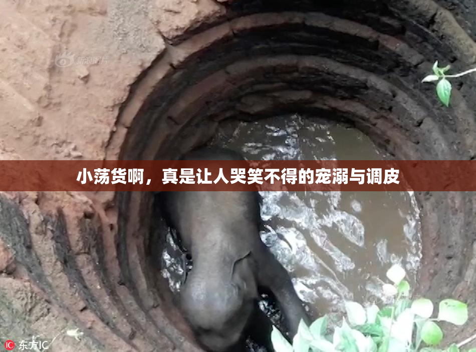 小荡货啊，真是让人哭笑不得的宠溺与调皮