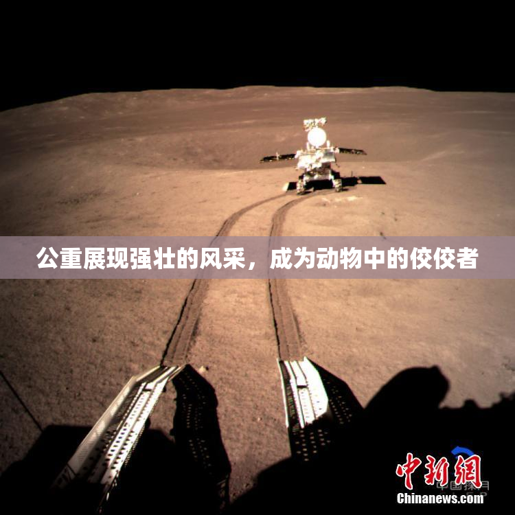 公重展现强壮的风采，成为动物中的佼佼者