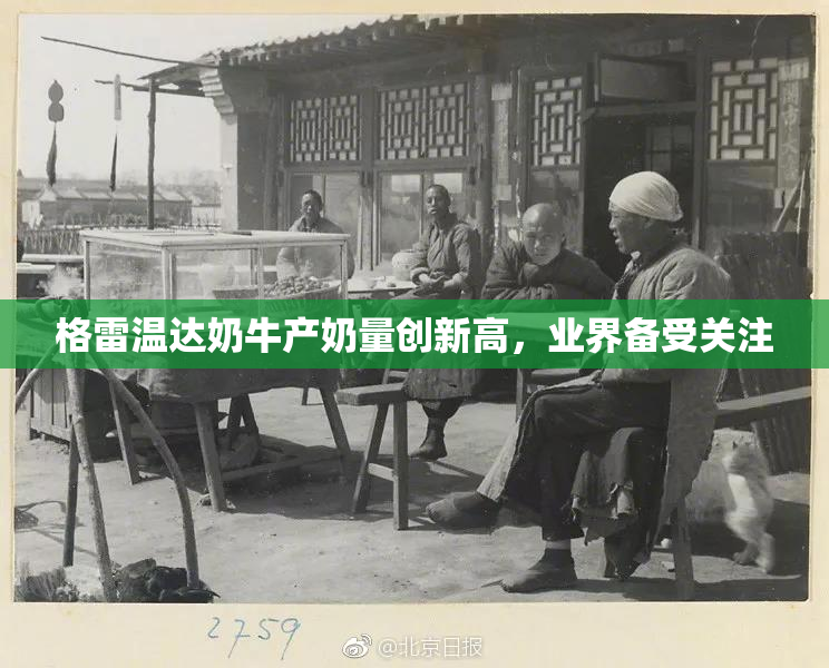 格雷温达奶牛产奶量创新高，业界备受关注