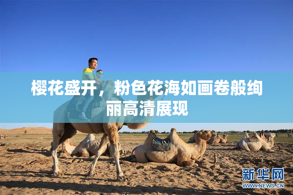 樱花盛开，粉色花海如画卷般绚丽高清展现