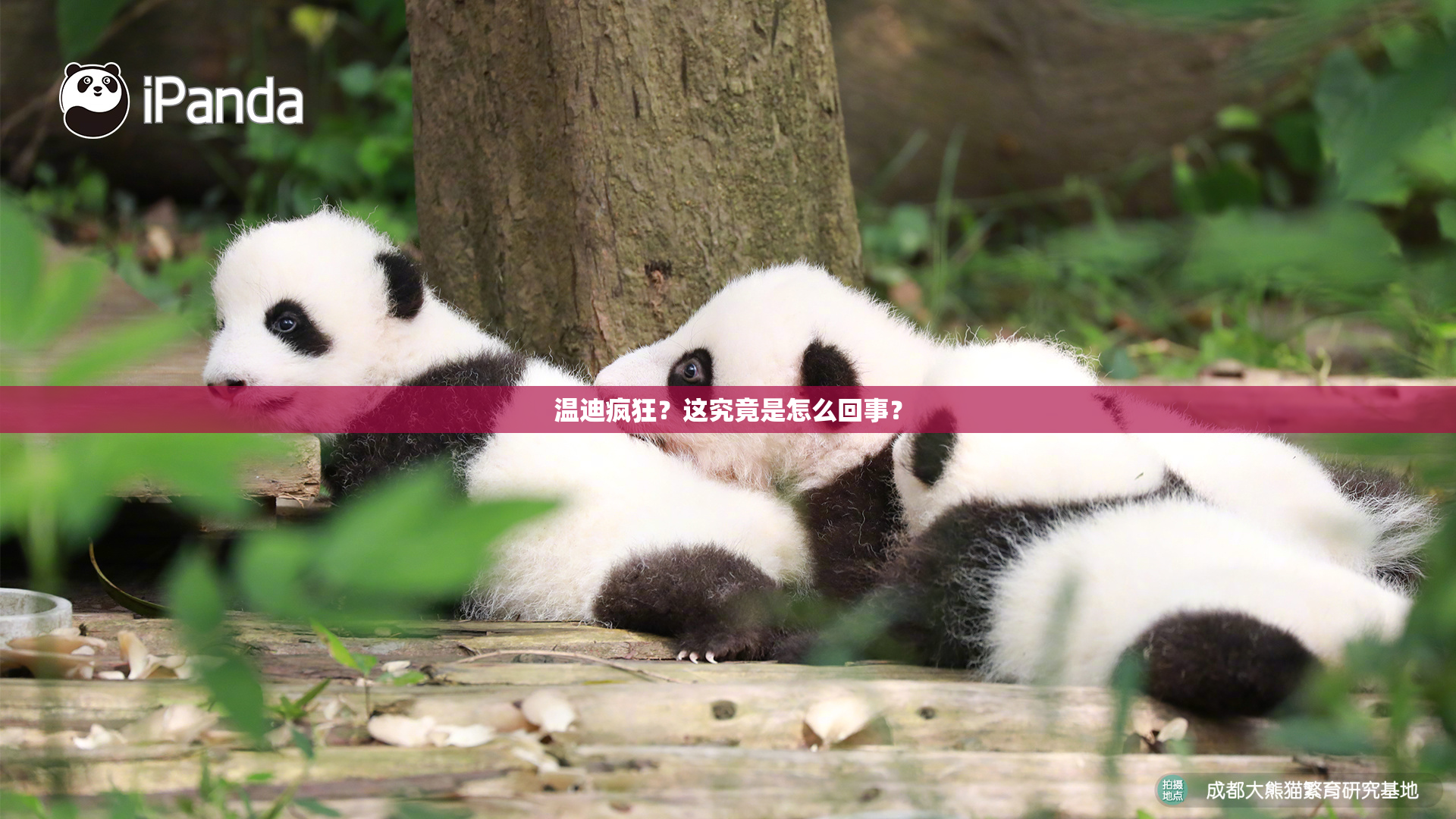 温迪疯狂？这究竟是怎么回事？