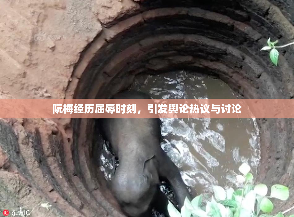 阮梅经历屈辱时刻，引发舆论热议与讨论
