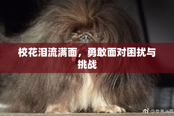 校花泪流满面，勇敢面对困扰与挑战