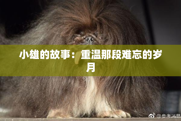 小雄的故事：重温那段难忘的岁月