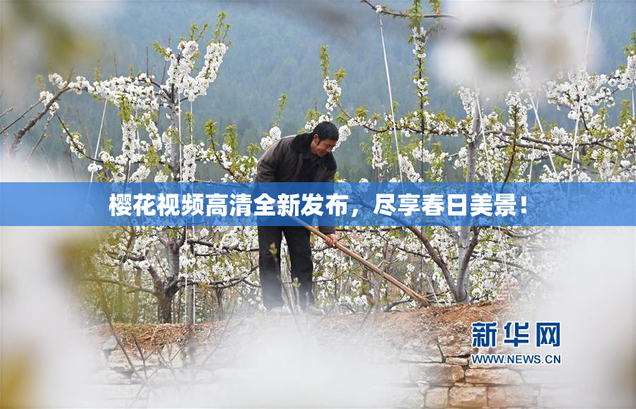樱花视频高清全新发布，尽享春日美景！