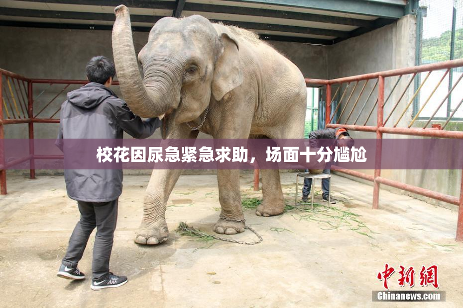 校花因尿急紧急求助，场面十分尴尬