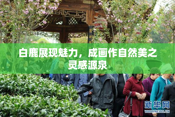 白鹿展现魅力，成画作自然美之灵感源泉
