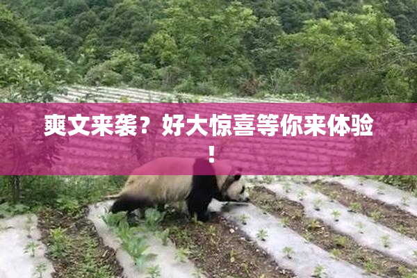 爽文来袭？好大惊喜等你来体验！