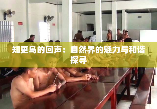知更鸟的回声：自然界的魅力与和谐探寻