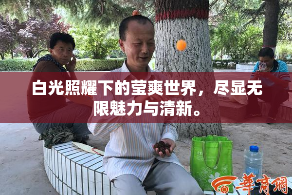 白光照耀下的莹爽世界，尽显无限魅力与清新。