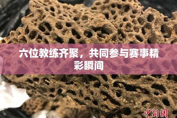 六位教练齐聚，共同参与赛事精彩瞬间