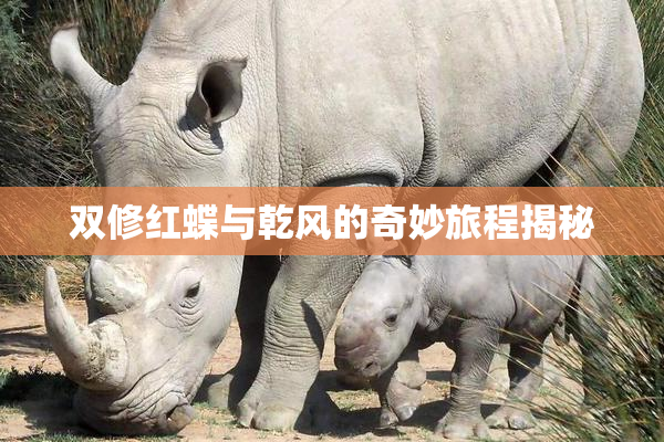 双修红蝶与乾风的奇妙旅程揭秘