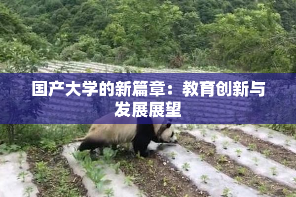 国产大学的新篇章：教育创新与发展展望