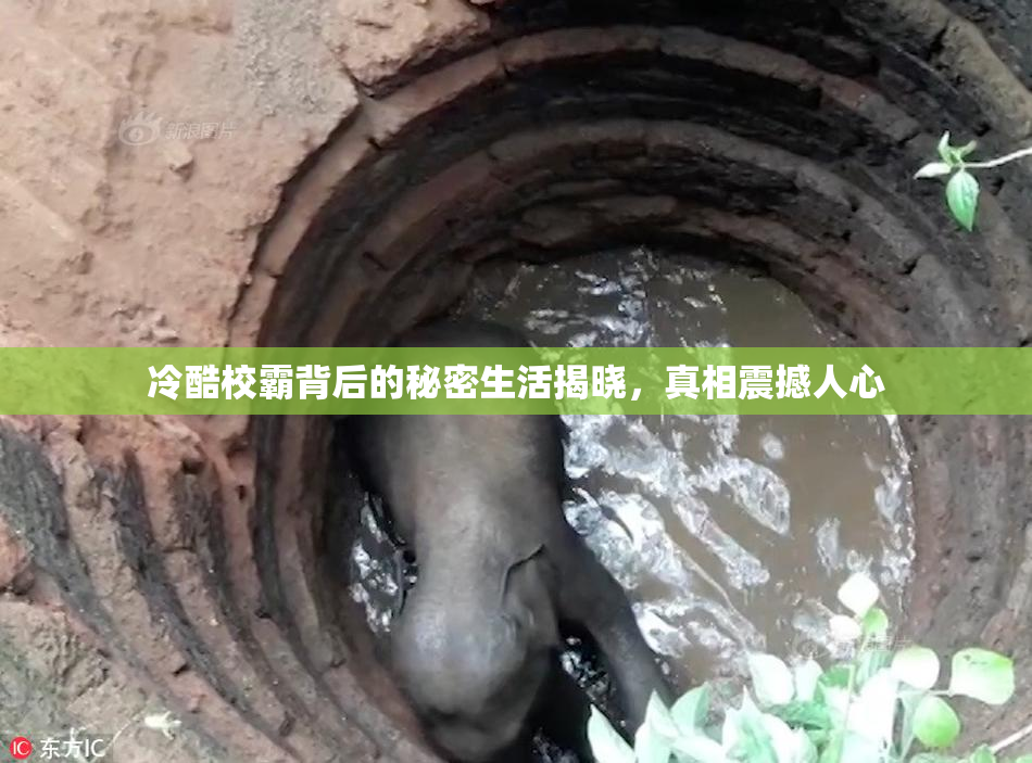冷酷校霸背后的秘密生活揭晓，真相震撼人心